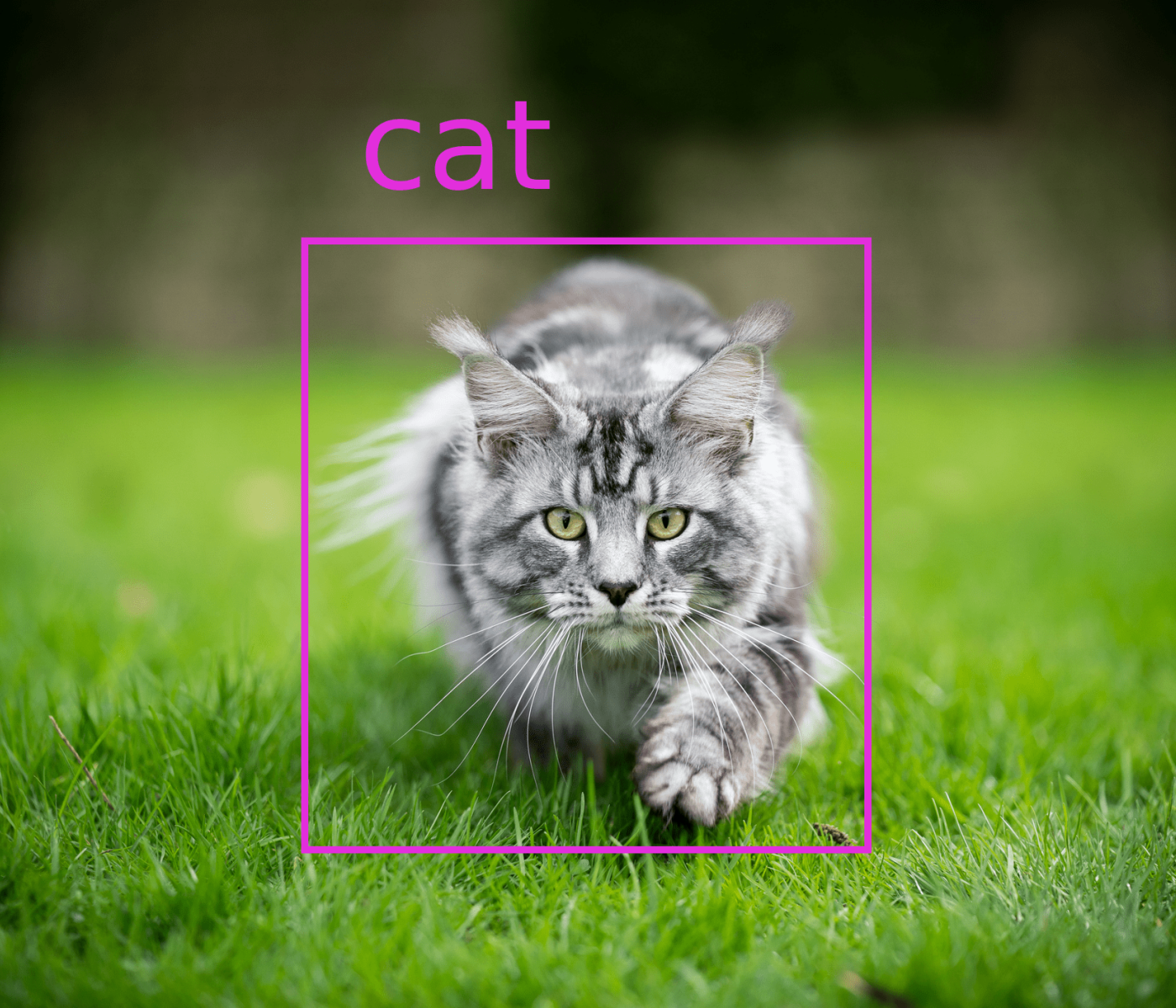Labeling of a cat in an image