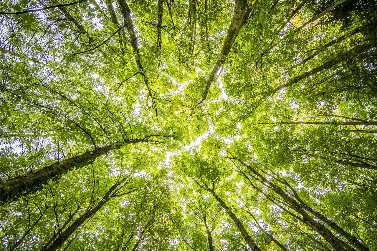 Trees that clean greenhouse gas emissions.