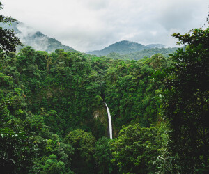 Rainforest with waterfall