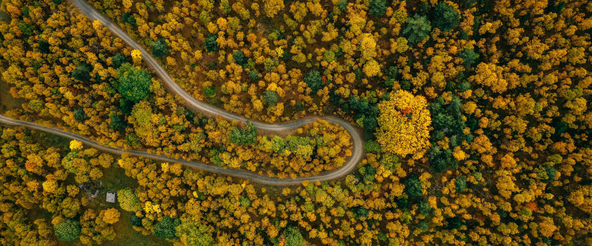 A forest with a street going through